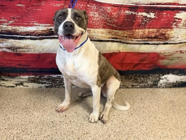 An adult large-sized female American Bulldog dog named Evelyn for adoption in Miami, FL