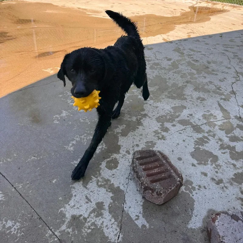 An adult medium-sized female Black Labrador Retriever dog named Polly for adoption in South Haven, MI
