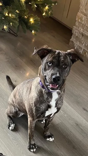 An adult medium-sized female Pit Bull Terrier dog named Elsa for adoption in Bellevue, WA