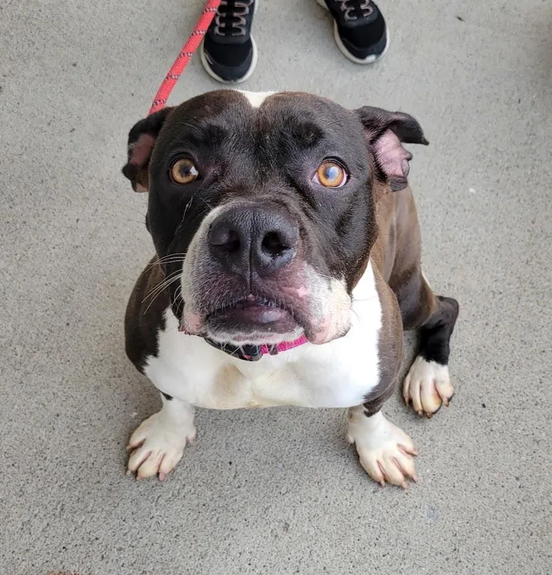 A young medium-sized female Brown / Chocolate Bulldog dog named Rita for adoption in Lisbon, OH