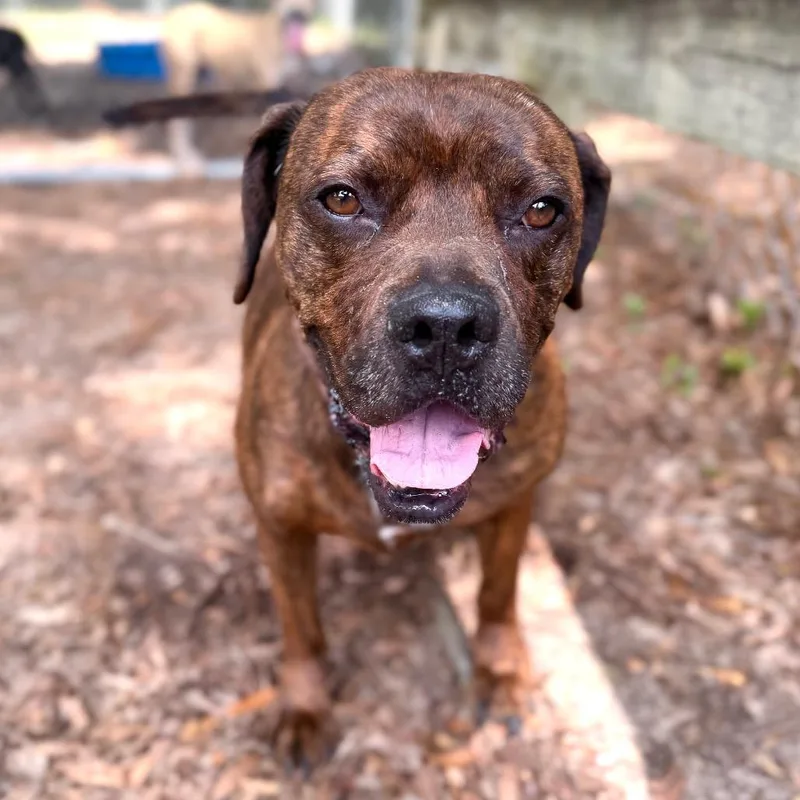 Duke