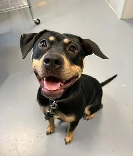 A young medium-sized female Black Rottweiler dog named Nyx for adoption in Winter Haven, FL