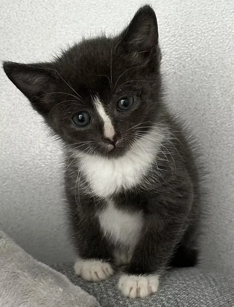 A baby small-sized male Gray & White Silver cat named Craig for adoption in Winston Salem , NC