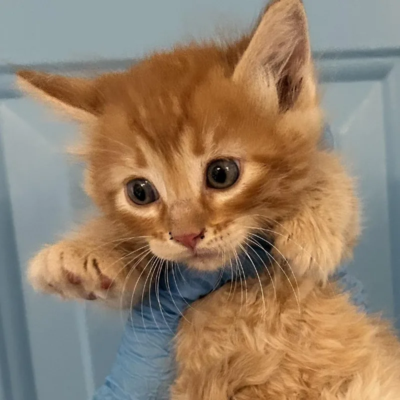 A baby small-sized male Orange / Red Domestic Short Hair cat named Lobster for adoption in Denver, CO