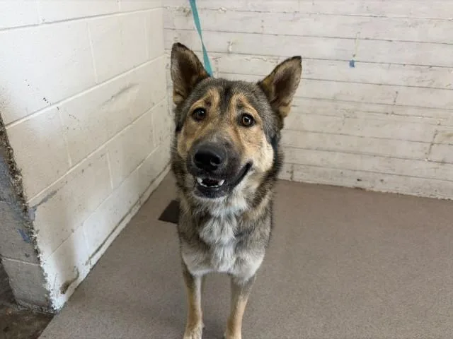 A young large-sized female German Shepherd Dog dog named Nova for adoption in San Bernardino, CA