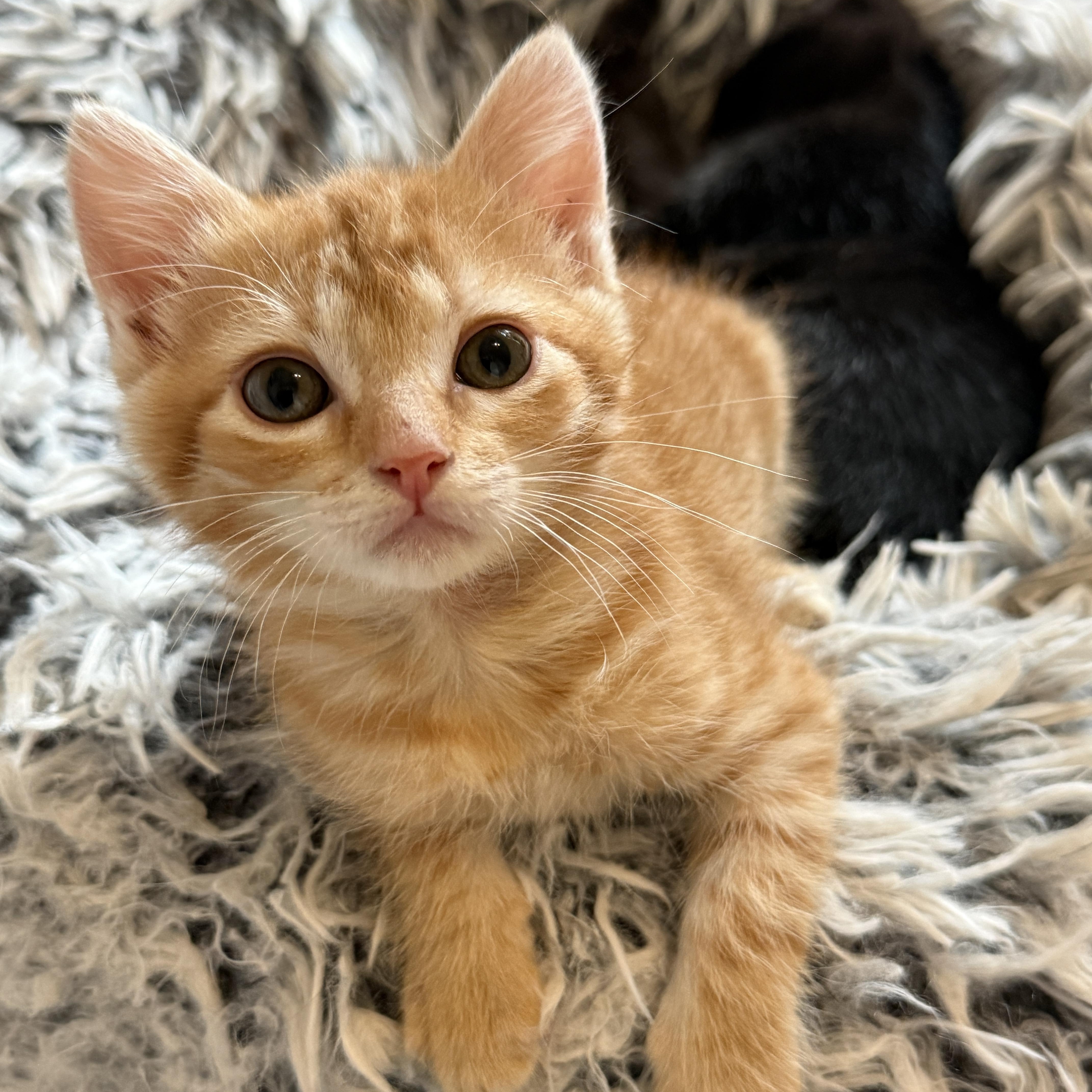 A baby medium-sized female Orange / Red Domestic Short Hair cat named Gordita for adoption in Keller, TX