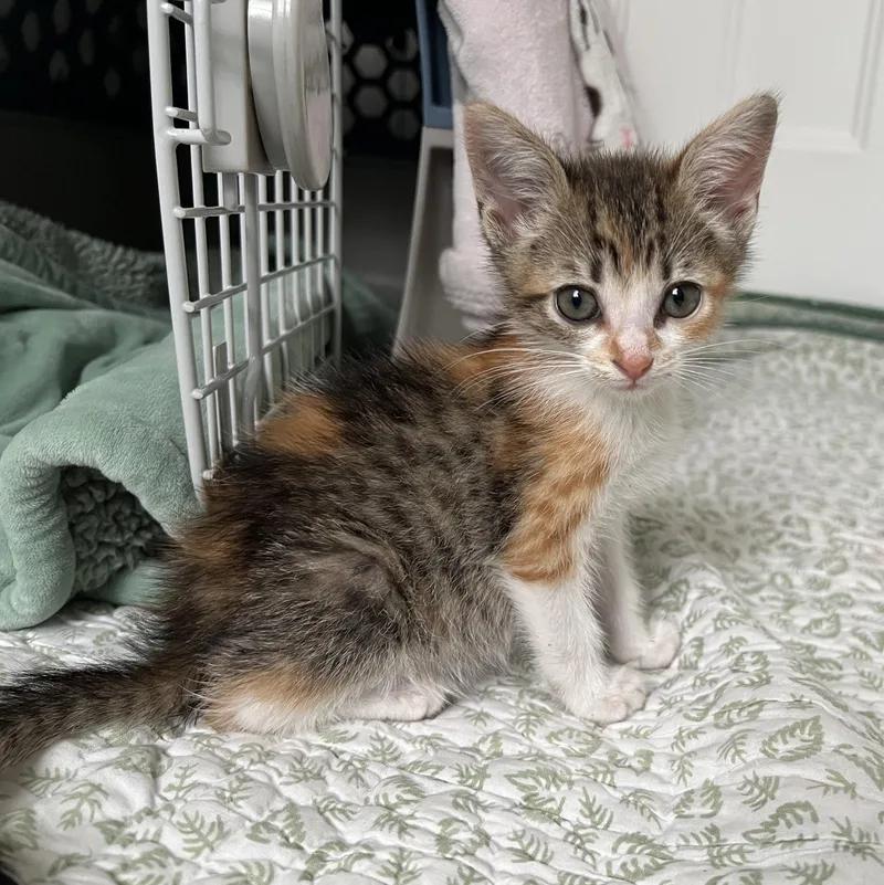 A baby small-sized female Dilute Calico Domestic Medium Hair cat named Vesper for adoption in New Bern, NC
