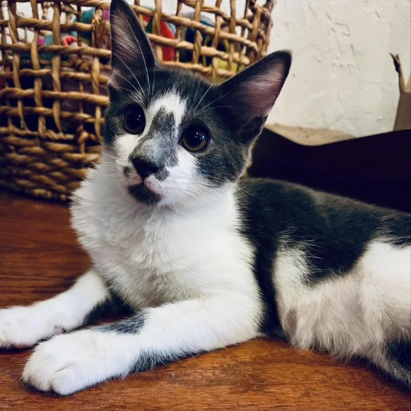 A baby small-sized male Gray / Blue / Silver Domestic Short Hair cat named Purrelli for adoption in Fort Worth, TX