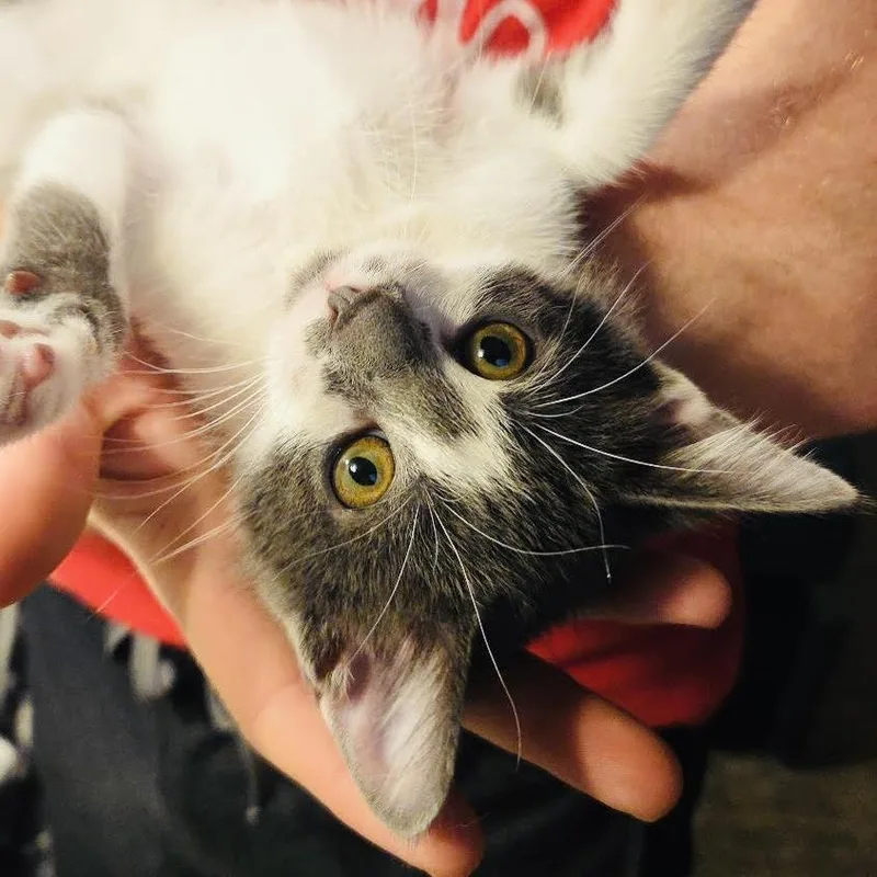 Purrelli thumbnail 3