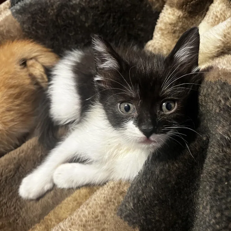 A baby small-sized male Black Domestic Short Hair cat named Taika for adoption in San Antonio, TX