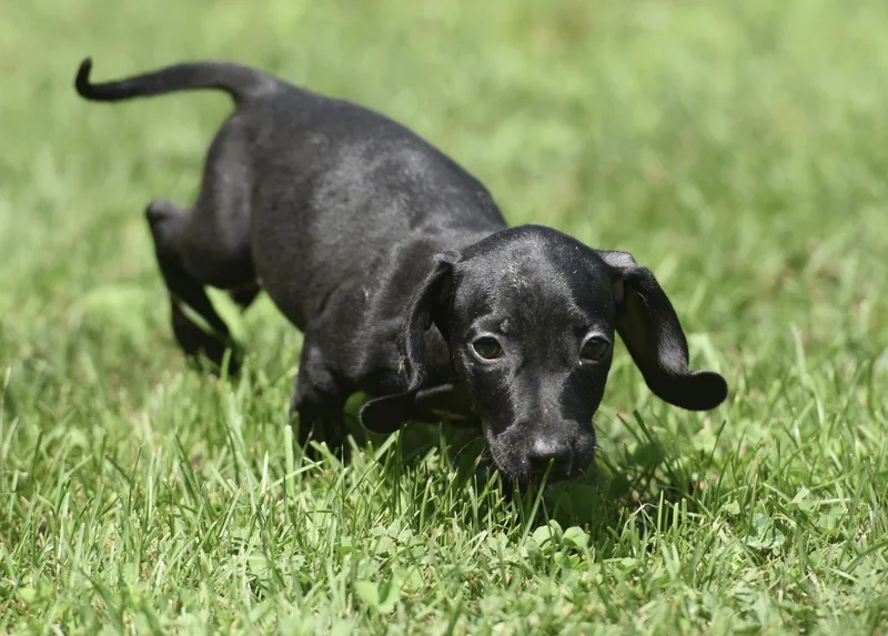 A baby small-sized female Dachshund dog named Alyissa for adoption in Mechanicsburg, PA