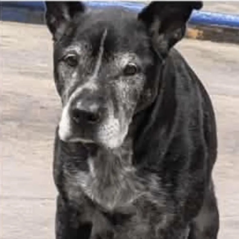 A senior medium-sized male Australian Cattle Dog / Blue Heeler dog named Nelson the Ninja for adoption in Spring Hill, KS