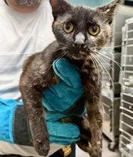 A young medium-sized female Domestic Short Hair cat named Kitts for adoption in Trenton, NJ