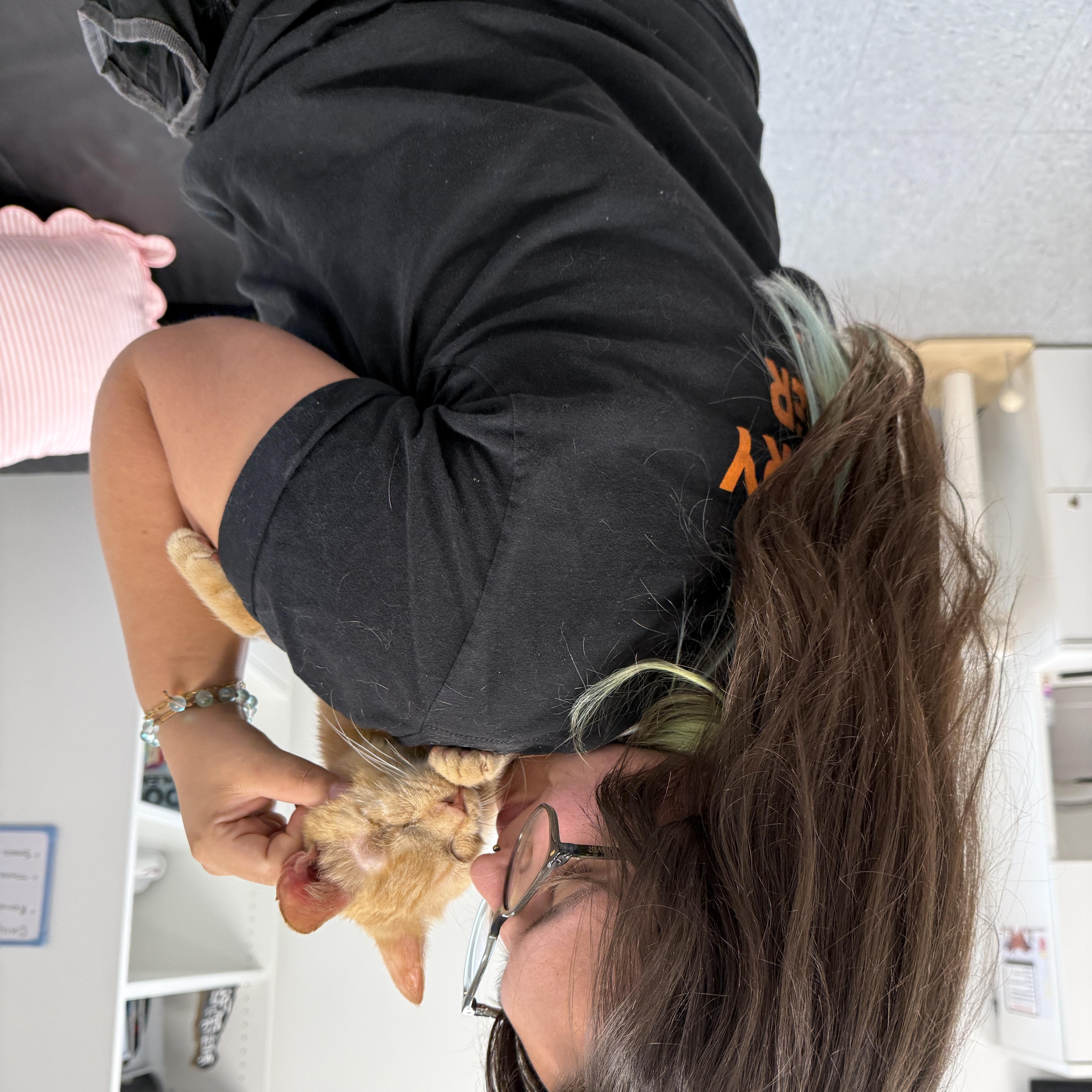 An adult large-sized male Orange & White Domestic Short Hair cat named Eggs for adoption in Columbus, OH