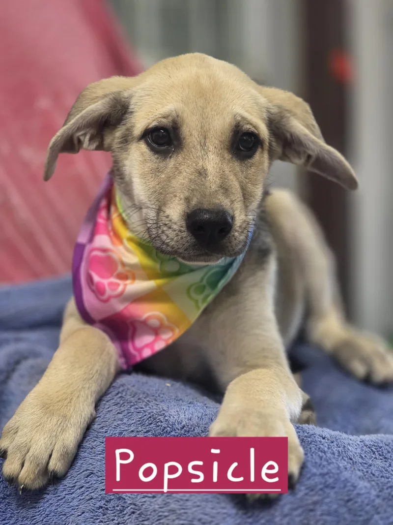 A baby large-sized female German Shepherd Dog dog named Popsicle for adoption in Walthill, NE
