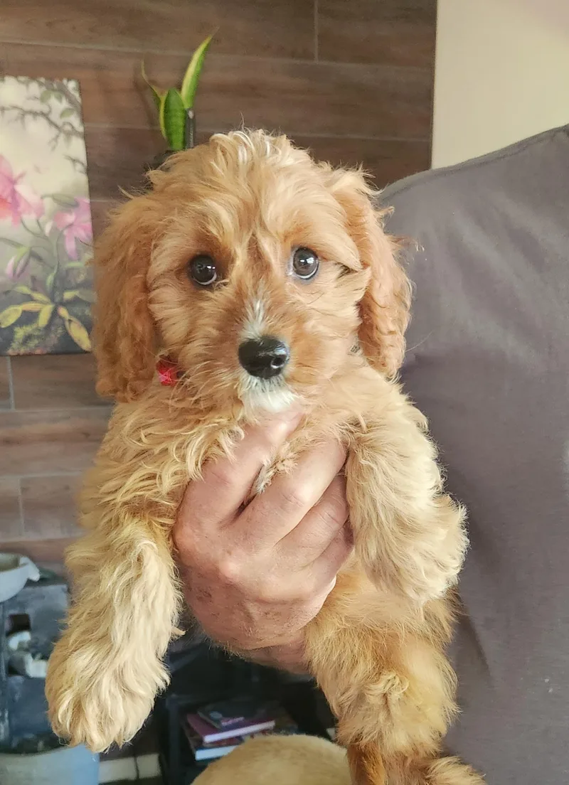 Daisy