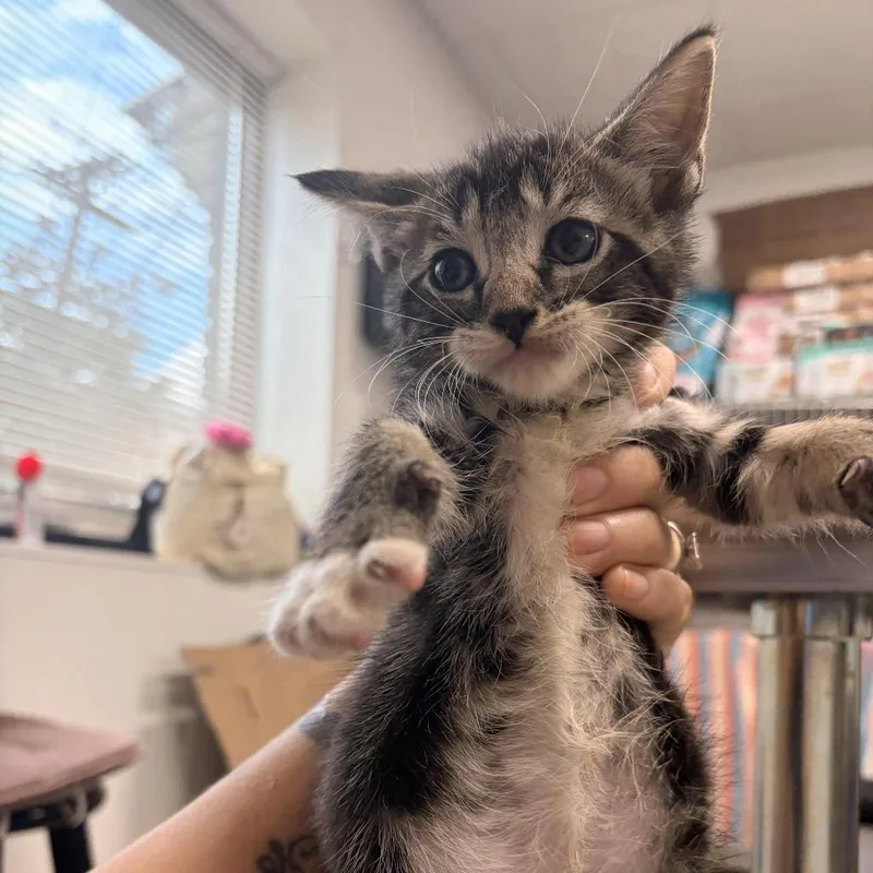 A baby small-sized male Gray / Blue / Silver Domestic Short Hair cat named Cheech for adoption in Newark, NJ