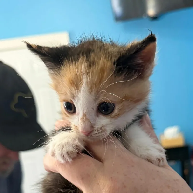 A baby small-sized female Calico Domestic Short Hair cat named Sketti for adoption in Marion, VA