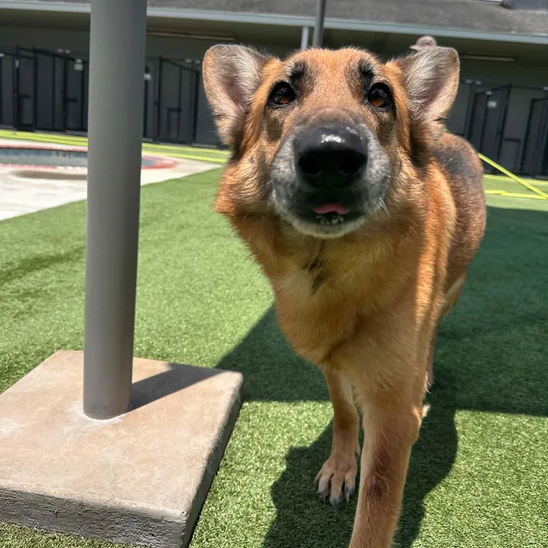 An adult medium-sized male German Shepherd Dog dog named Yankee Gs for adoption in Allen, TX