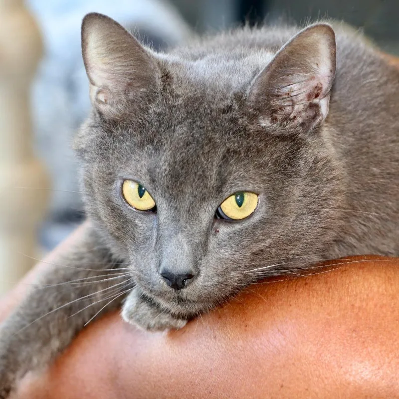 An adult large-sized male Domestic Short Hair cat named Grayson for adoption in Allentown, PA