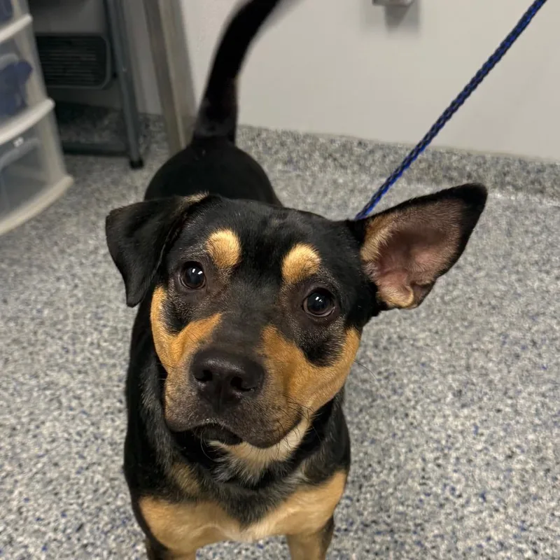 An adult medium-sized male Black Mixed Breed dog named Gargoyle for adoption in Greenville, SC