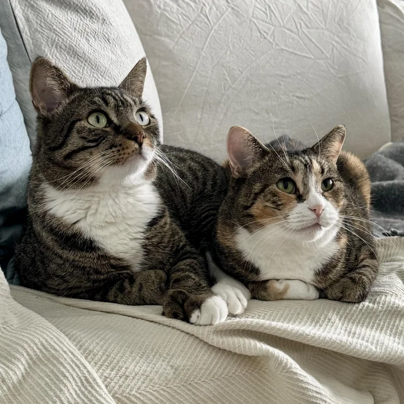 Cinnamon thumbnail 2