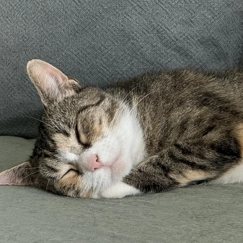 Cinnamon thumbnail 4