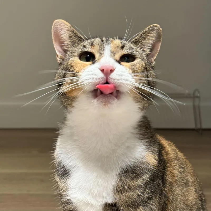 Cinnamon thumbnail 5