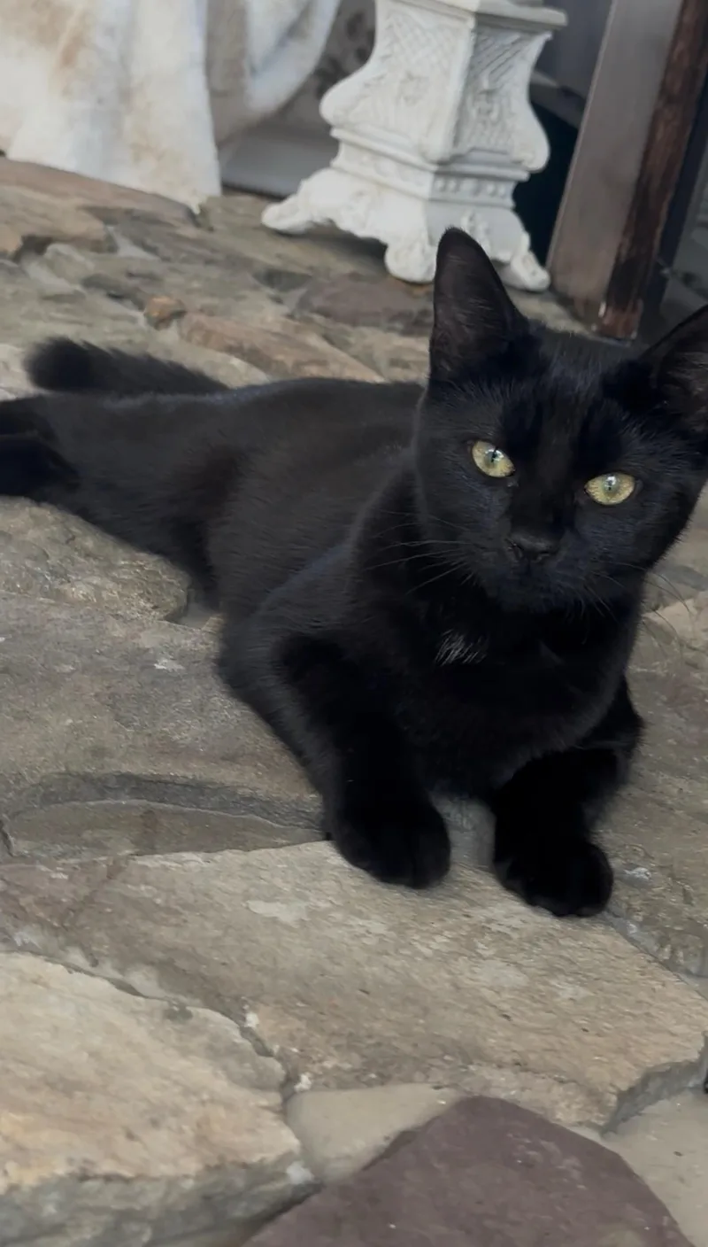 A baby medium-sized female Black Domestic Short Hair cat named Puppy and Minnie for adoption in Lebanon, NJ