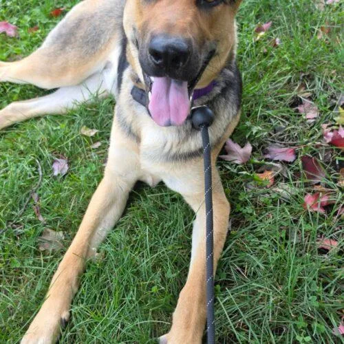 A young medium-sized female Bicolor German Shepherd Dog named Cassidy Dixon for adoption in Rockaway, NJ