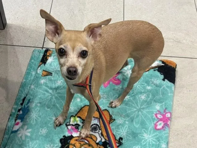 An adult small-sized female Chihuahua dog named Chloe for adoption in Garland, TX