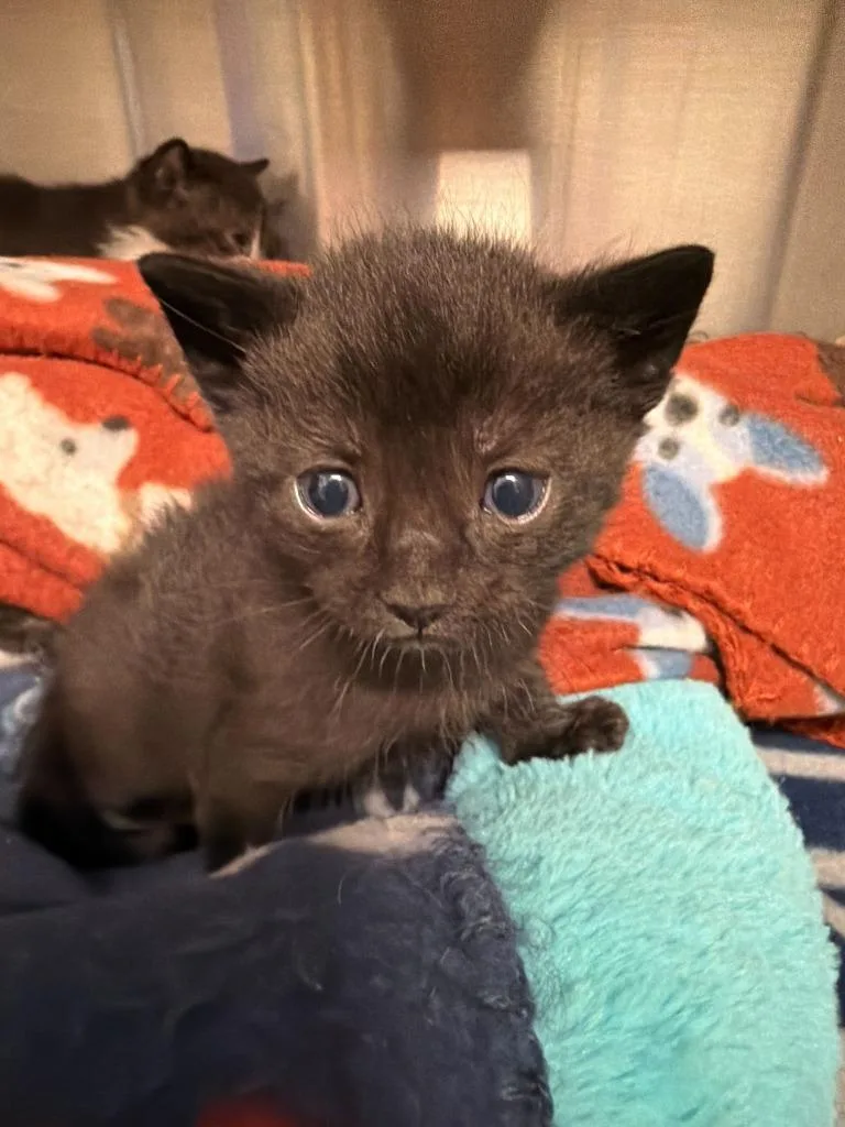 A baby medium-sized male Domestic Short Hair cat named Ebenezer for adoption in Minot, ND