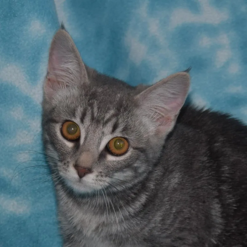 Sweet Pea thumbnail 2