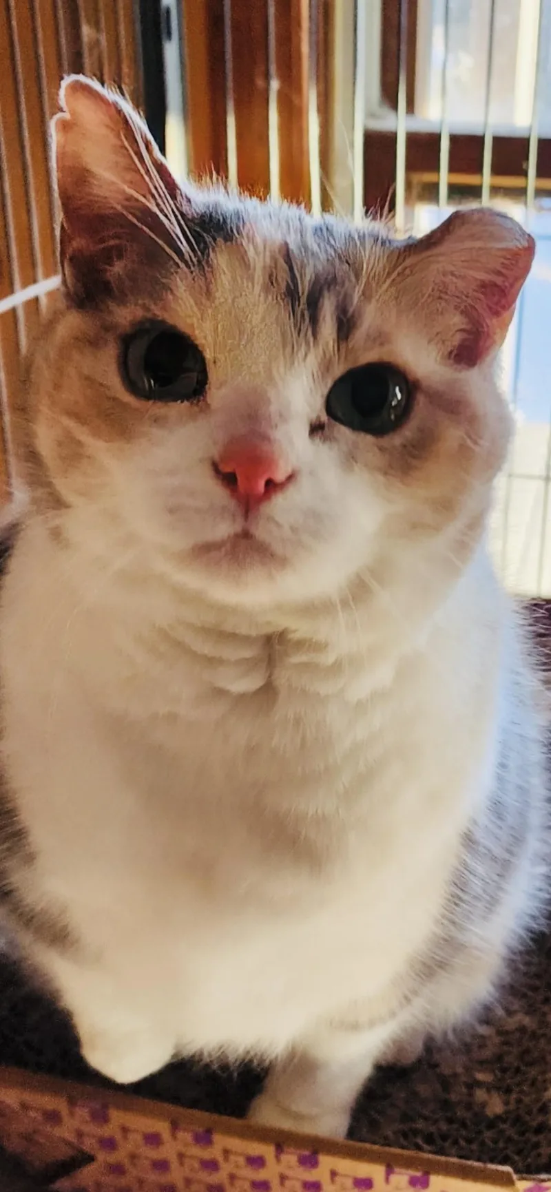 Missy