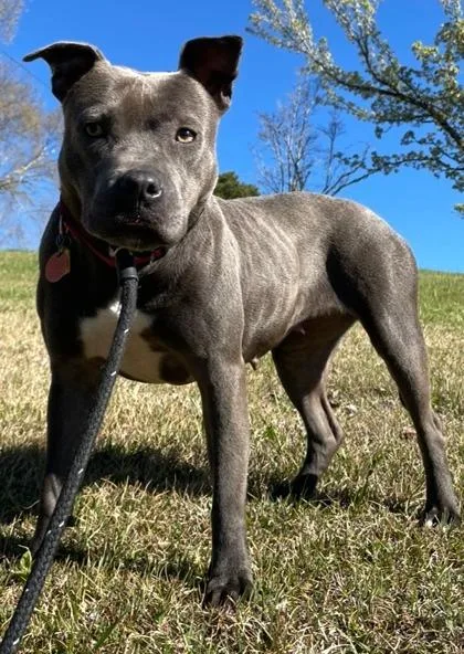 Bella
