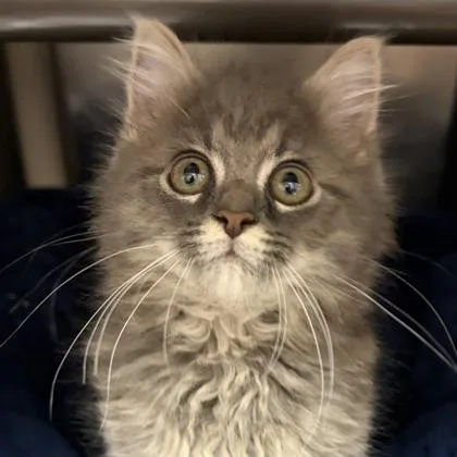 Freyja