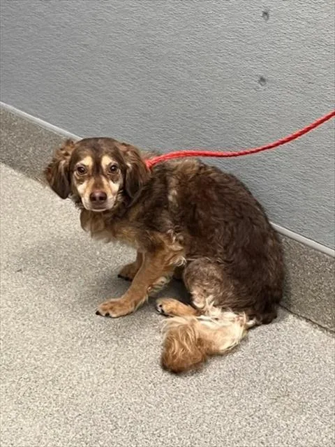 An adult small-sized male Cocker Spaniel dog named Scooby for adoption in Las Vegas, NV