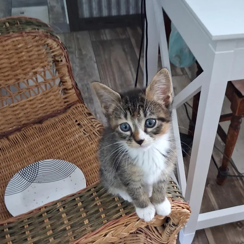 A baby small-sized female Torbie Domestic Short Hair cat named Samantha for adoption in Mocksville, NC