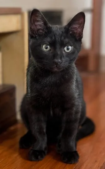 A baby medium-sized male Black Domestic Short Hair cat named Dante for adoption in Fort Worth, TX