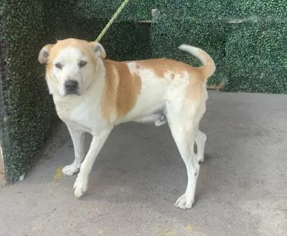A baby large-sized male White / Cream German Shepherd Dog dog named Butters for adoption in El Paso, TX