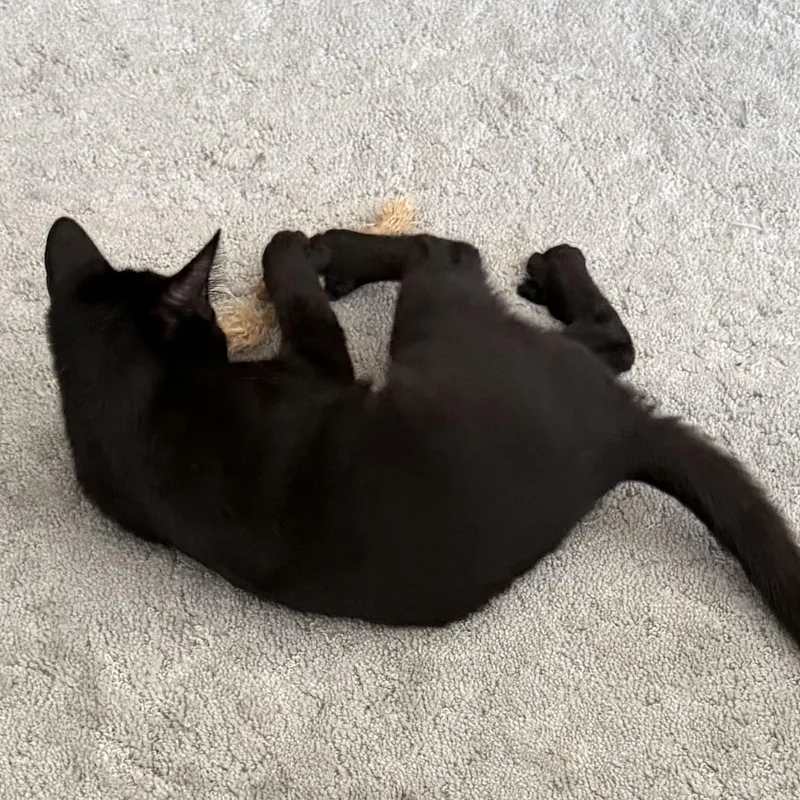 A baby small-sized male Black Domestic Short Hair cat named Challah& Drago for adoption in Milwaukee, WI