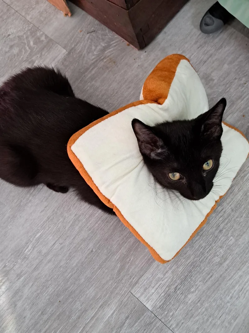 Challah& Drago thumbnail 2
