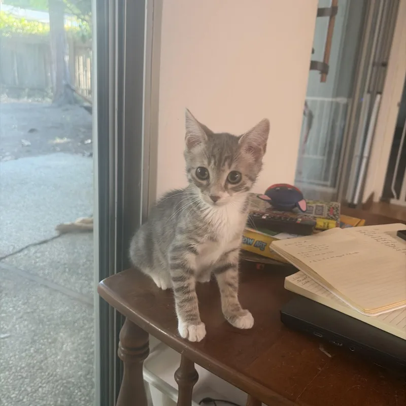 A baby medium-sized male Tabby (Gray / Blue / Silver) Domestic Short Hair cat named Jelly for adoption in Davis, CA