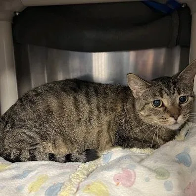A senior large-sized female Brown / Chocolate Domestic Short Hair cat named Abby for adoption in Downers Grove, IL