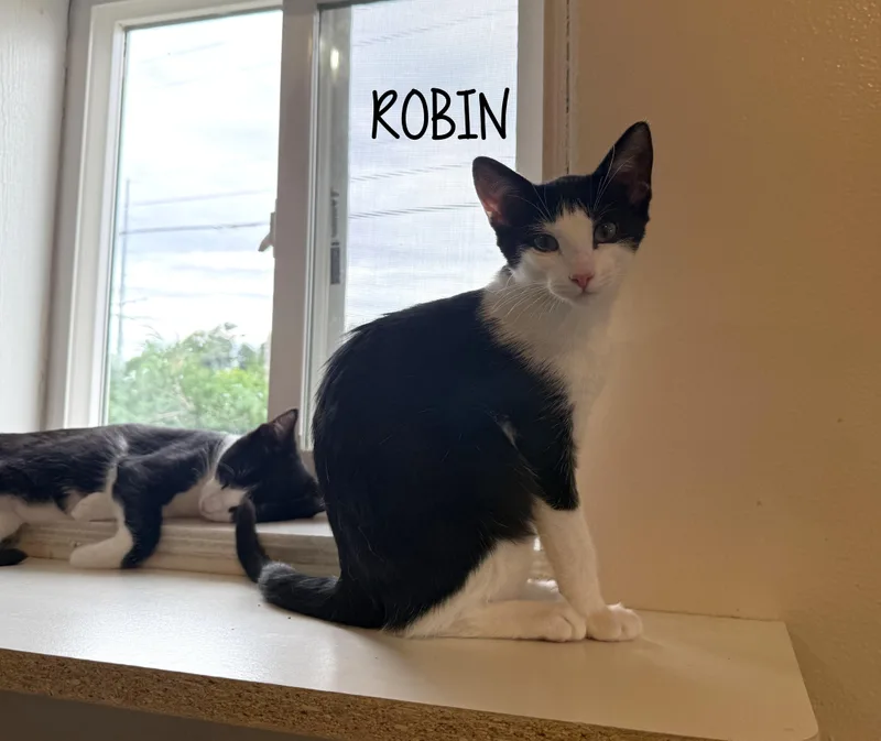 A baby medium-sized male Black & White / Tuxedo Domestic Short Hair cat named Batman & Robin for adoption in La Crescent, MN