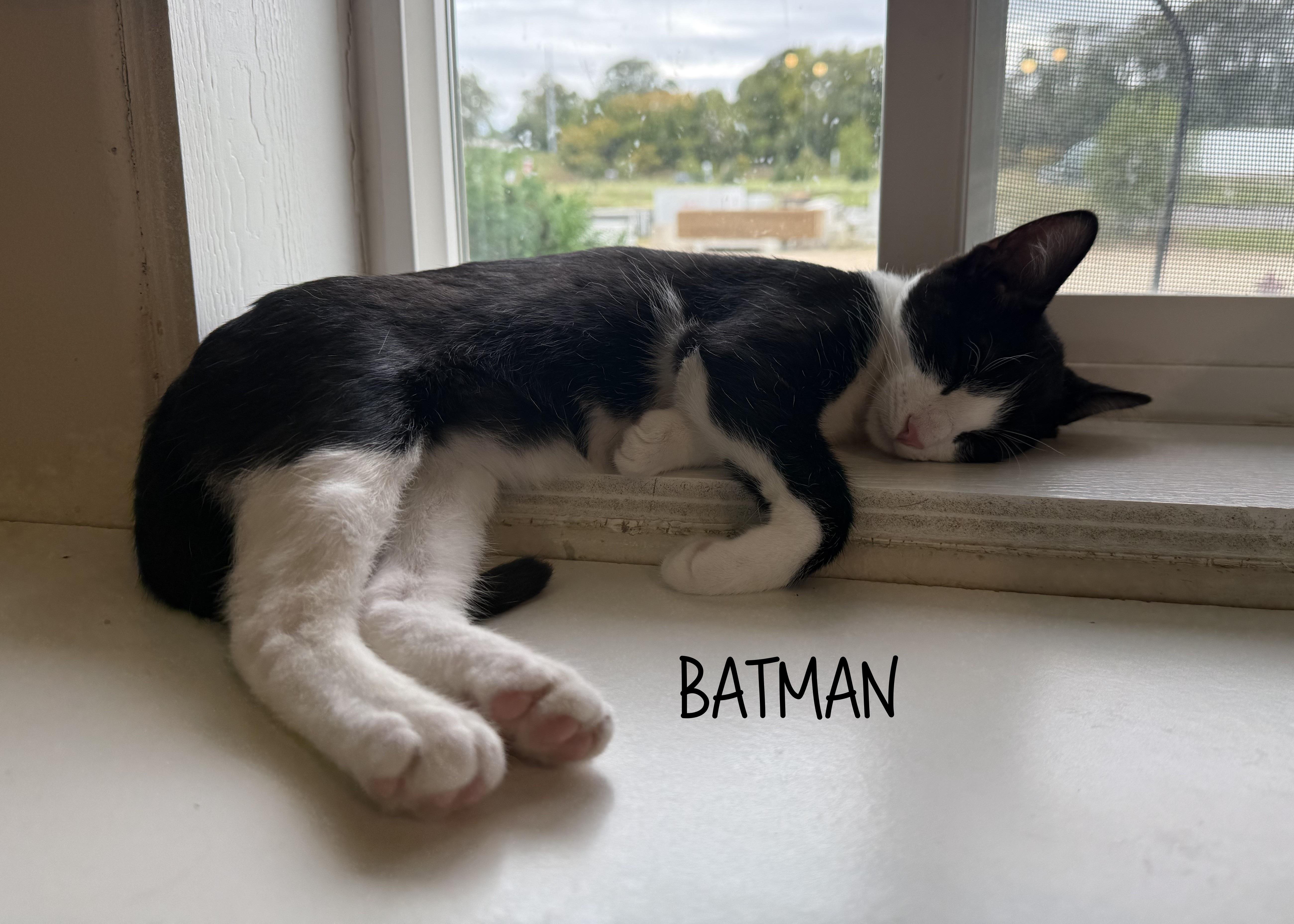 Batman & Robin thumbnail 2