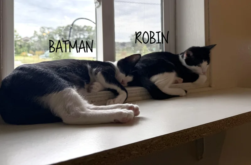 Batman & Robin thumbnail 3