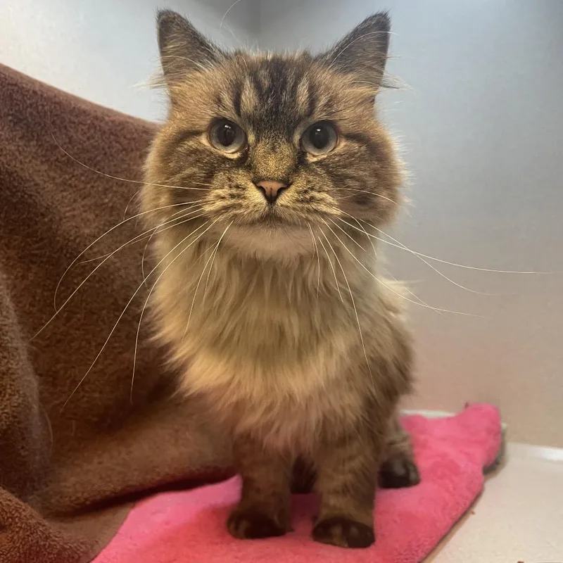 An adult large-sized female Domestic Long Hair cat named Gloria for adoption in Pittsburgh, PA