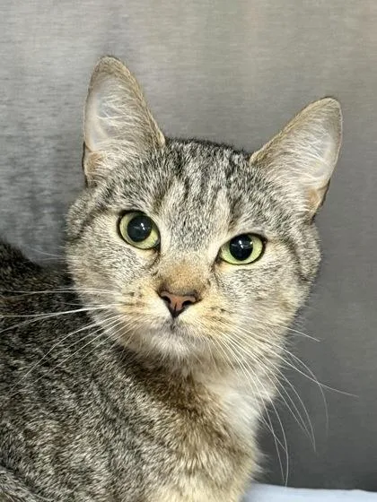 An adult medium-sized female Domestic Short Hair cat named Mittens for adoption in West Chester, PA