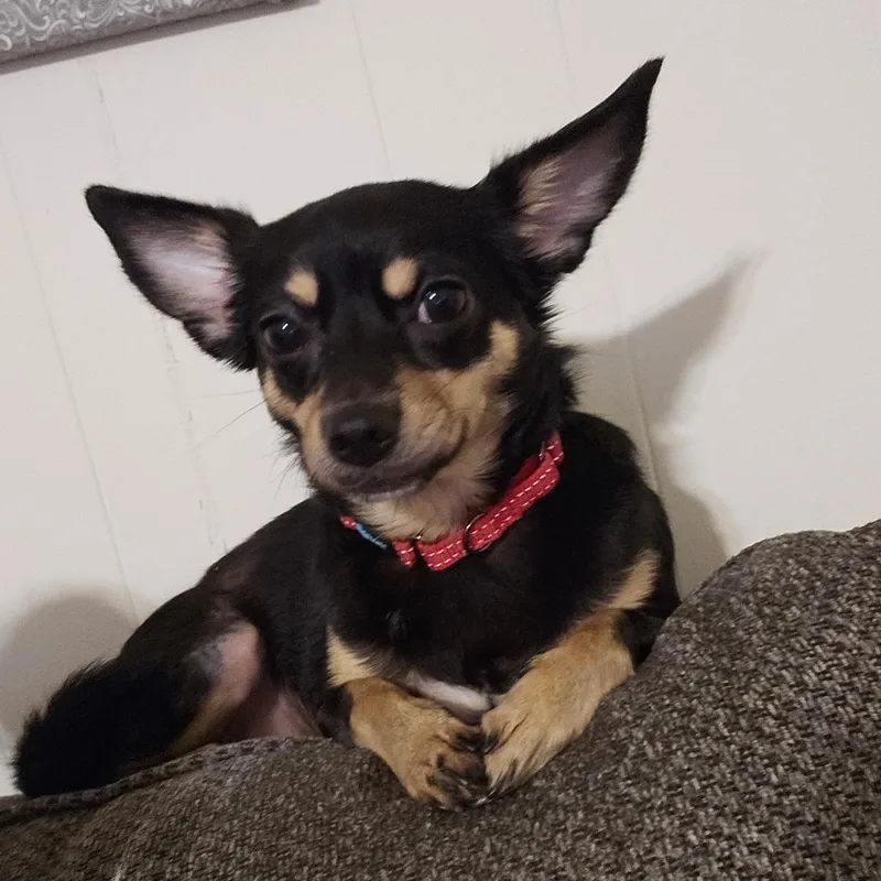 An adult small-sized female Chihuahua dog named Sarah Grace for adoption in Statesboro, GA